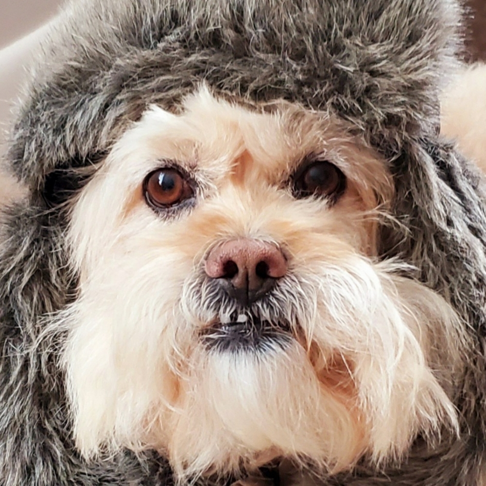 Meet your Posher, Rigo!